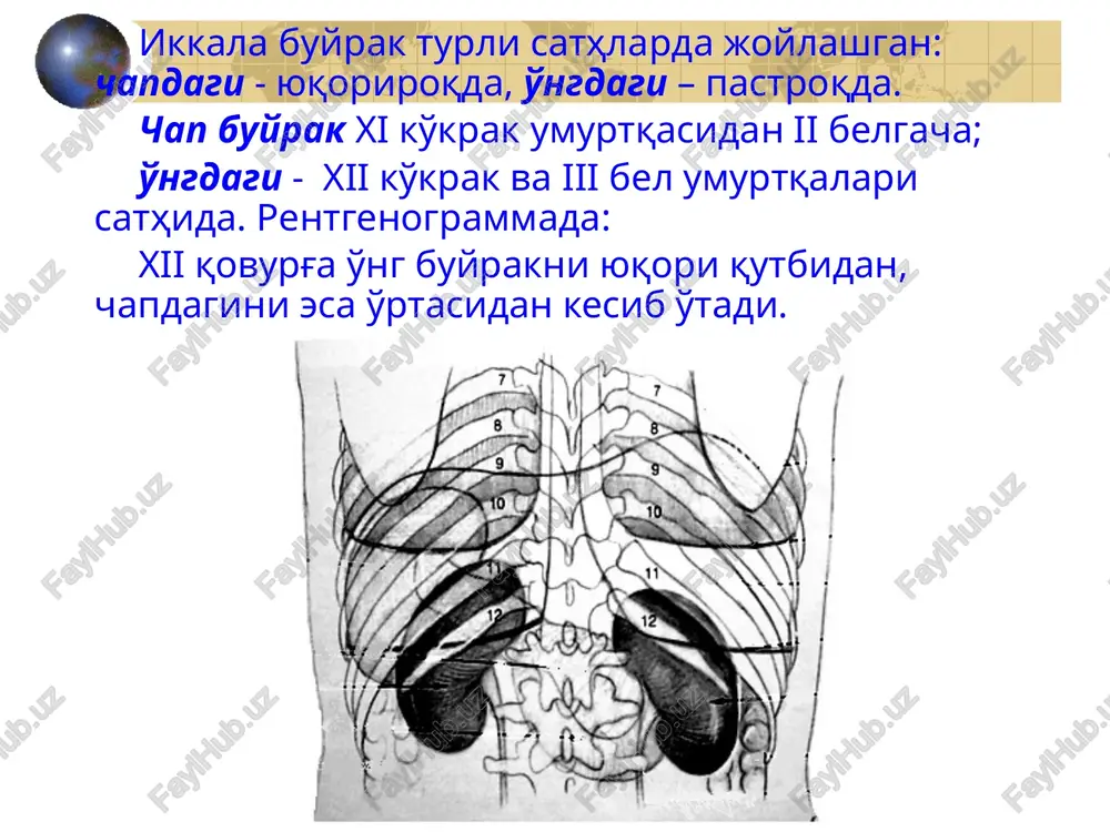 qorinparda ortibo'shlig'i klinik anatomiyasi - Page 5