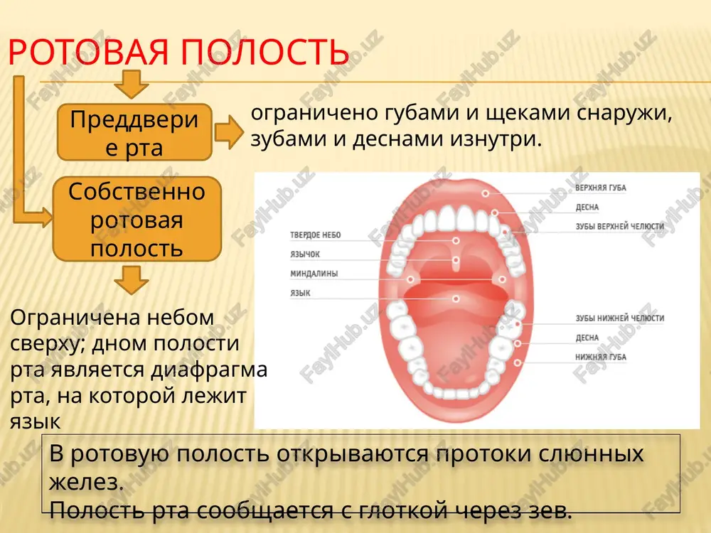 lora tolstogo kishechnika uchastvuet v zashite ot boleznetvornix mikrobov, sinteze vitaminov k, b6, b12, rassheplenii tsellyulozi. takje v stenkax kishechnika est spetsialnie limfoidnie obrazovaniya, vxodyashie v sostav immunnoy sistemi organizma. vsasivanie v limfu vsasivayutsya produkti perevarivaniya lipidov i jirorastvo-rimie vitamini. v krov vsasivayutsya prostie saxara, aminokisloti, voda i ioni, vo-dorastvorimie vitamini. eto protsess perenosa veshestv iz polosti organov jeludochno-kishechnogo trakta v krov ili limfu. jeludok rotovaya polost tonkiy kishechnik tolstiy kishechnik vsasivayutsya organicheskie veshestva vsasivayutsya voda i ioni vsasivayutsya voda, spirt, vitamin b12, ioni i glyukoza vsasivayutsya voda, spirt, lekarstva, ioni i glyukoza neznachitelnoe osnovnoe nekotorie bolezni jeludochno-kishechnogo trakta karies gelmintozi eto razrushenie emali zuba, a zatem i dentina, chasto soprovojdayusheesya vozniknoveniem vospalitelnix protsessov eto zabolevaniya, vizivaemie chervyami-parazitami, naprimer: askarida ostritsa svinoy i bichiy tsepni shirokiy lentets nekotorie bolezni jeludochno-kishechnogo trakta yazva gastrit appenditsit eto vospalenie slizistoy obolochki eto vospalenie appendiksa bakterialnie infektsii xolera bryushnoy tif dizenteriya profilaktika jeludochno-kishechnix zabolevaniy …
