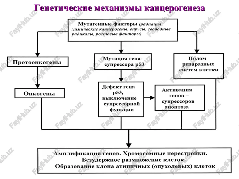 podjeludochnoy jelezi sa 72-4 rak jeludka rak obodochnoy kishki, legkix, molochnoy jelezi antigen plosko-epitelialnogo raka rak sheyki matki prostato-spetsificheskiy antigen rak prostati kislaya fosfotaza prostati rak prostati transferaza terminalnix nukleotidov rak yaichka xorionepitelioma, rak molochnoy jelezi primenenie monoklonalnix antitel v onkologii immunofenotipirovanie gemoblastozov ++++ immunogistoximicheskiy diagnoz +++ radioimmunolokalizatsiya metastazov ++ ochishenie kostnogo mozga ot mikrometastazov ++ immunotoksini + immunoterapiya opuxoley tsitokinoterapiya – preparati interferona, interleykina 2 i fno- gennaya terapiya – sozdanie protivorakovix vaktsin, vvedenie v genom rakovix kletok genov protivoopuxolevix tsitokinov i ix retseptorov, opuxol-assotsiirovannix antigenov, suitsidnix genov, chujerodnix genov, virusov. tsel – sdelat opuxoli bolee zametnoy dlya immunokompetentnix kletok, raspoznayushix chujerodgin antigeni. aktivatsiya vvedennix genov initsiiruet intensivniy immunniy otvet s posleduyushimi povrejdeniyami i gibelyu opuxolevix kletok blagodaryu za vnimanie! myrarenubie tbakropbi (paduauua, xumuyecckue kahyepozenol, 6upycol, ceob00hbie paduxkanol, pocmossie paxmopbi) potoohkorehbi cympeccopa p53 penapa3npix chctem k1etkh tleexr rena akthbalaa 53. onkorenbi ps3, rehob — bbikmouehhe a cynpeccopos cynpeccopxoii yap …