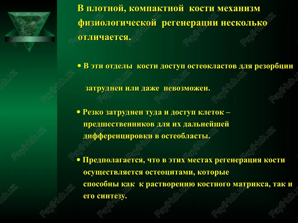 shitnuyu reaktsiyu organizma na travmu. reparativnaya regeneratsiya kosti po kotelnikovu g.p i s.p. mironovu s.p. vtoraya stadiya – stadiya vtorichnoy destruktsii.  vospalitelnaya reaktsiya v oblasti pereloma, voznikshaya kak otvet na povrejdenie, vizivaet, v pervuyu ochered, eshe bolshee rasstroystvo krovotoka i limfoobrasheniya (vazodilyatatsiya, povishenie pronitsaemosti sosudistoy stenki, otek i t.d.).  iz sosudistogo rusla proisxodit vixod jidkosti, belkov, soley i kletok krovi, chto privodit k oteku tkaney. syuda migriruyut leykotsiti, kotorie infiltriruyut tkani, okrujayushie oblast pereloma.  voznikayut staz krovi, tromboz melkix sosudov i nebolshie krovoizliyaniya, poyavlyaetsya fibrinozniy nalet.  v ochage vospaleniya voznikaet atsidoz, gipoksiya i giperosmiya. mejdu kostnimi otlomkami formiruetsya krovyanoy sgustok.  v rezultate povrejdeniya sosudov prekrashaetsya tsentralniy krovotok.  na kontsax otlomkov poyavlyayutsya zoni, gde krovotok otsutstvuet. zdes proisxodit gibel osteotsitov, zapustevanie lakun i omertvenie kostnoy tkani.  po linii pereloma na oboix kontsax otlomkov proisxodit otmiranie chasti kosti, nadkostnitsi, endosta i kostnogo mozga.  blagodarya …