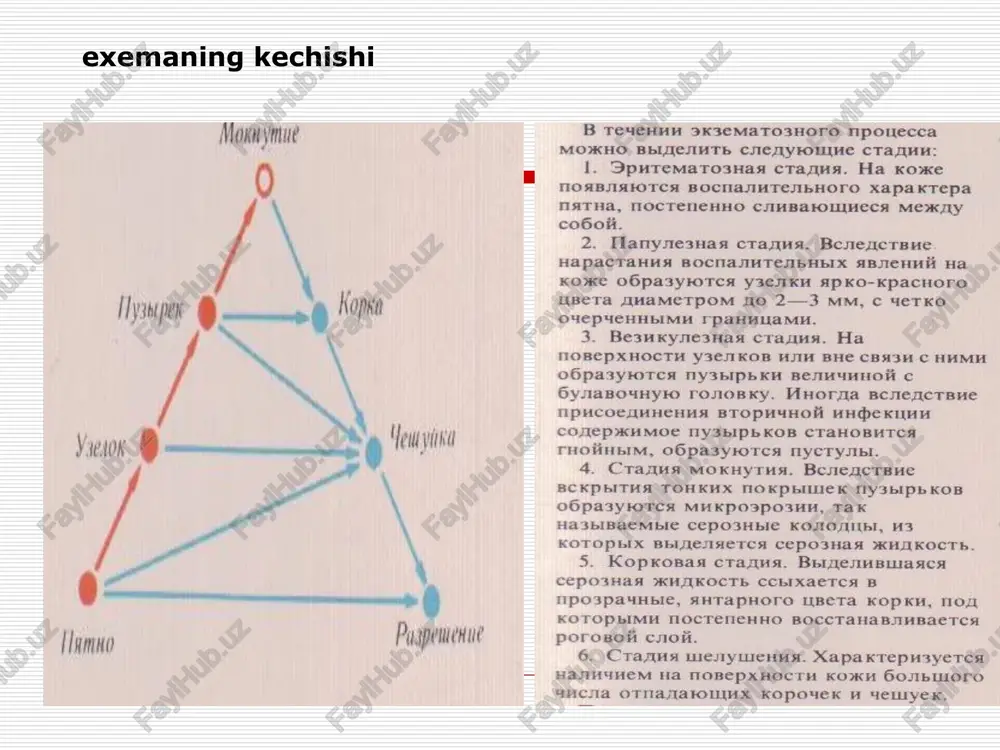 aphoro ubeta kopkh, nol kotopbimh mloctenehho bocctanarnupaetca porosoii cnoii. 6. craqua wenymenus. xapaxtepusyetes hanmuhem ha tobepxhocth kokh gombuoro ucla otmamafowinx kopo4uek h 4elyek,