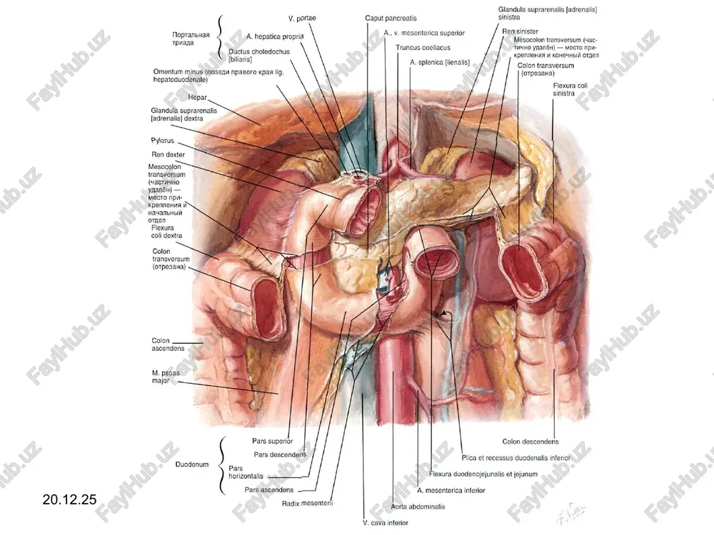 ng ko'zgalishiga bog’lik. odamning terisi orqali bir kechayu kunduzda 7,0 – 9,0 g. co2 ajratilib, 3,0 – 4,0 g. kislorod o’zlashtiriladi. bu miqdor gaz almashinuvining 2% teng bo’ladi. odamning terisi orqali issiq xaroratda, ovqat eyilgandan keyin, jismoniy ish vaqtida va boshqa sharoitlarda jadallashadi. teri moddalar almashinuvida ancha keng ishtirok etadi. gazlar almashinuvidan tashqari oqsillar, yog’lar, uglevodlar, vitaminlar almashinuvida muhim rol uynadi. teri boshqa a’zolarga nisbatan ko’p miqdorda suv yitadi va qonga ajratadi, teri orqali yukotiladigan suv nafas bilan chiqariladigan suv miqdoridan ikki barobar ko’p. tuzlar muvozanztida ham terining ahamiyati katta. * ter bezlari maxsuloti bo’lmish, ter modda almashinuvi qoldiqlarini chiqarib tashlashda ma’lum ahamiyatga ega. ter ta’mi sho’r bo’lgan rangsiz tiniq suyuqlik. xona xaroratida katta yoshli odam bir kunda 400 – 600 ml. ter ajratadi. tarkibida: 99% suv, siydikchil moddalar, siydik kislotasi, amiak va boshqa moddalar bo’ladi. terining tuzilishi. teri asosan 2 qavatdan: ustki yuza qavati epidermi va chuqur qavat yoki …