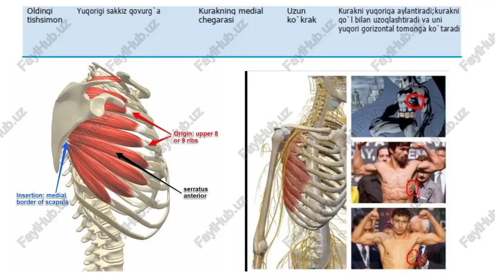 ko`krak sohasi va qo`lti qostimuskullari - Page 5