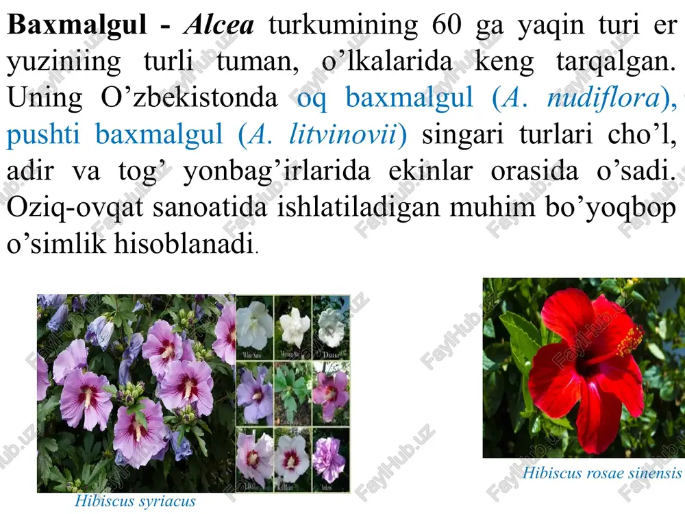 gulxayridoshlar oilasi-malvaceaeva - Page 5