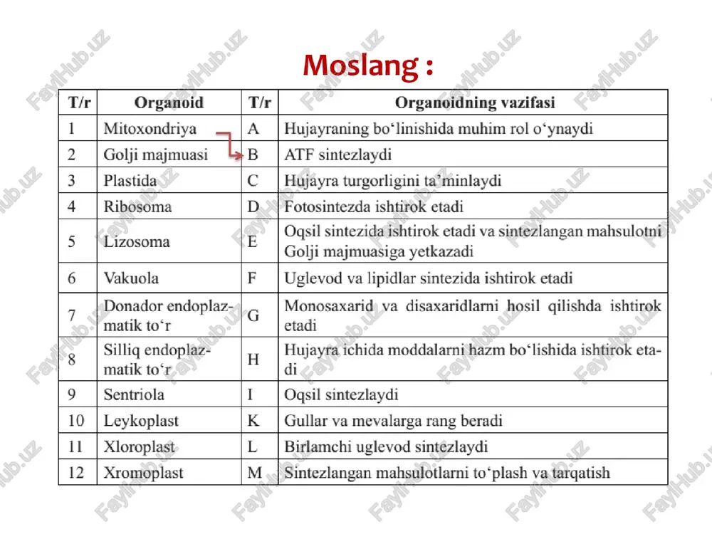 quyosh nuri ta’sirida o‘simliklarning yashil barglarida coz bilan h2o dan murakkab organik birikmalar hosil bo‘lishi. bu jarayon o‘simliklarning kosmik ahamiyati hisoblanadi. fotosintezning umumly reaksiyasi quyidagicha: 6co2 + 6h20 = c6h1206 + 602 y v sarflangan sintezlangan moddalar moddalar fotosintez ikki davrga bo’linadi. ‘. yorug’lik bosqichi y. qorong’ulik bosqichi yorug’lik bosqichi > xloroplastlarning tillakoidlarida kechadi. > jarayon fagat yorug’da sodir bo’ ladi. > bu bosaich 2 davrda o’tadi: \, fotoliz davri; y. fosforlanish davri > yorug’lik bosqichida mahsulotlar 2 ga bo’linadi: 1) birlamchi mahsulotlar: h,o; adf; yorug’lik; xlorafill 2) ikkilamchi mahsulotlar: o2; atf; 24nadf e« h; fotoliz bosqichi 1. fotoliz — yorug'lik ta’sirida suvning dissotsiyalanishi. reaksiyasi: {) 24h,0 = 24h*+ 24 0h 24h* + 120rganik birikma = 12organik birikmali h, (yoki 24nadfe h) p. gidroksil ignlar, ya’ni oh- esa o'zining elektronini boshqa molekylalarga beradi va erkin radikalga aylanadi. reaksiyasi: & 240h = 60,+ 12h,0 fosforlanish bosqichi bu xloroplastlarda atf ning hosil …