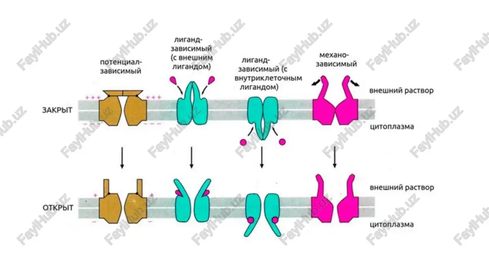 li hisoblanadi . ■ elektrokimyoviy gradient boʻyicha (“ yuqoridan pastga ” ) amalga oshadi . ■ metabolik energiya talab qilmaydi va shuning uchun passiv jarayon hisoblanadi aktiv transport passiv & aktiv transport fiziologiya osmolyarlik va osmos @ doctors_team @ doctors_team osmolyarlik va osmos osmos giper / izo / gipotonik eritmalar izotonik (0.9%) eritma 0 819 wps presentation shirokoekranniy 50 65 0 0 0 false 已用的字体 16 主题 1 幻灯片标题 65 arial simsun wingdings arial rounded mt bold arial black microsoft yahei arial unicode ms calibri light calibri berlin sans fb berlin sans fb demi timesnewromanpsmt times new roman book antiqua utopiastd-regular segoe print tema office powerpoint 演示文稿 powerpoint 演示文稿 powerpoint 演示文稿 powerpoint 演示文稿 powerpoint 演示文稿 powerpoint 演示文稿 powerpoint 演示文稿 powerpoint 演示文稿 powerpoint 演示文稿 powerpoint 演示文稿 powerpoint 演示文稿 powerpoint 演示文稿 powerpoint 演示文稿 powerpoint 演示文稿 hujayra transport turlari powerpoint 演示文稿 passiv & aktiv transport powerpoint 演示文稿 powerpoint 演示文稿 powerpoint 演示文稿 powerpoint 演示文稿 …