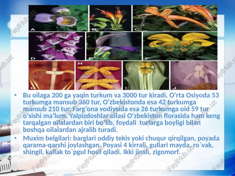 yalpiznamolar qabilasi - lamiales - Page 5