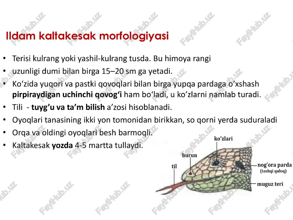reptiliyalar - Page 5