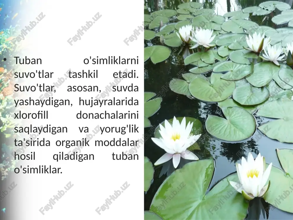 suvo'tlar. bir hujayrali yashil suvo'tlar - Page 5