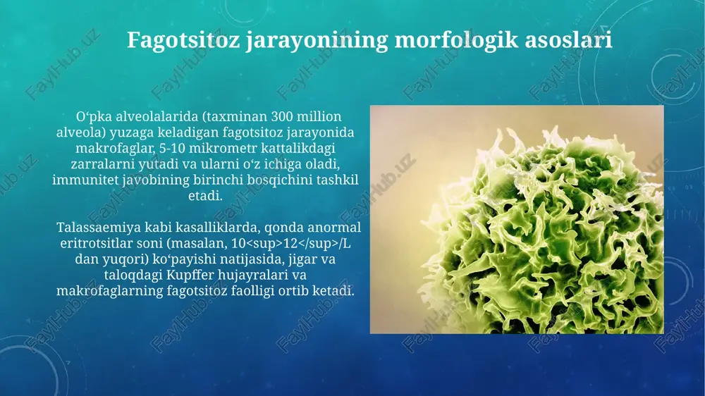 immun-himoya reaksiyalarining morfologik asoslari - Page 5
