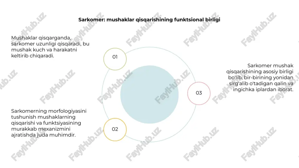 lar paytida kuzatiladi. izometrik qisqarishlar esa uzunligi o'zgarmagan holda mushaklar qisqarishini o'z ichiga oladi. mushaklarning qisqarish mexanizmlarining morfologik asoslarini tushunish sportchilar, fizioterapevtlar va tadqiqotchilar uchun juda muhimdir. mushaklarning qisqarishi turlarini aniqlab, odamlar o'zlarining o'quv dasturlarini muayyan mushak guruhlariga yo'naltirish va ishlashni optimallashtirish uchun moslashtirishlari mumkin. mushaklarning charchashi va tiklanishi venus is the second planet from the sun mercury is the closest planet to the sun jupiter is the biggest planet of them all 1 2 3 jismoniy mashqlar mushaklarning qisqarish mexanizmiga ta'siri mushaklarning qisqarish mexanizmida mushak tolalarining morfologiyasi hal qiluvchi rol o'ynaydi. mushak hujayralari ichidagi miofilamentlarning joylashishi sirpanish filament nazariyasini amalga oshirishga imkon beradi. muntazam mashqlar mushaklarning qisqarish mexanizmiga sezilarli ta'sir ko'rsatadi. bu mushak tolalarining sonini va hajmini oshiradi, mushaklarning qisqarishi samaradorligini oshiradi va mushaklarning umumiy faoliyatini yaxshilaydi. mushaklar qisqarishining morfologik asoslarini va mashqlarning ushbu mexanizmga ta'sirini tushunib, biz mashg'ulot tartiblarini optimallashtirishimiz, mushaklarning shikastlanishini oldini olishimiz va turli jismoniy faoliyatda …