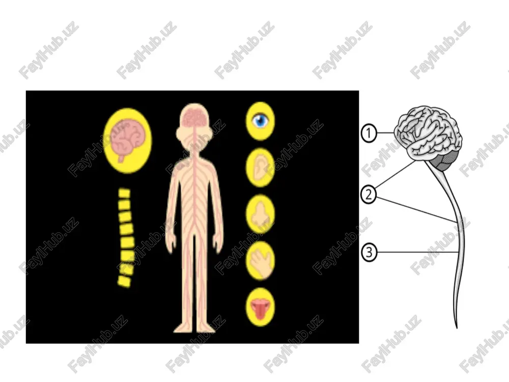 l ¢ aptepuanbuaan kpobb - kpobb, hacbillehhaan o, vu geganaa co, ¢ behoshaa kpobb - kpobb, hacbillehhaan co, w geanaan [om print superior corvical sympathetic ganglion cervical sympathetic trunk vertebral artery middle cervical ganglion vertebral ganglion ansa subclavia subclavian artery inferior cervical ganglion (cervicothoracic stellate) first thoracic ‘sympathetic ganglion superior cervical ganglion vertebral artery carotid artery vagus nerve middle cervical ganglion brachial plexus ansa subclavia stellate ganglion /docprops/thumbnail.jpeg periferik nerv sistemasi: bolaning yoshiga xos bo'lgan anatomiyasi, gon bilan taminlanishi, fiziologiyasi. zararlanish sindromlari. uslishi. ne unining tusilishi pns gon bilan t2/minlanishi. pns patologiya anish sindromiar