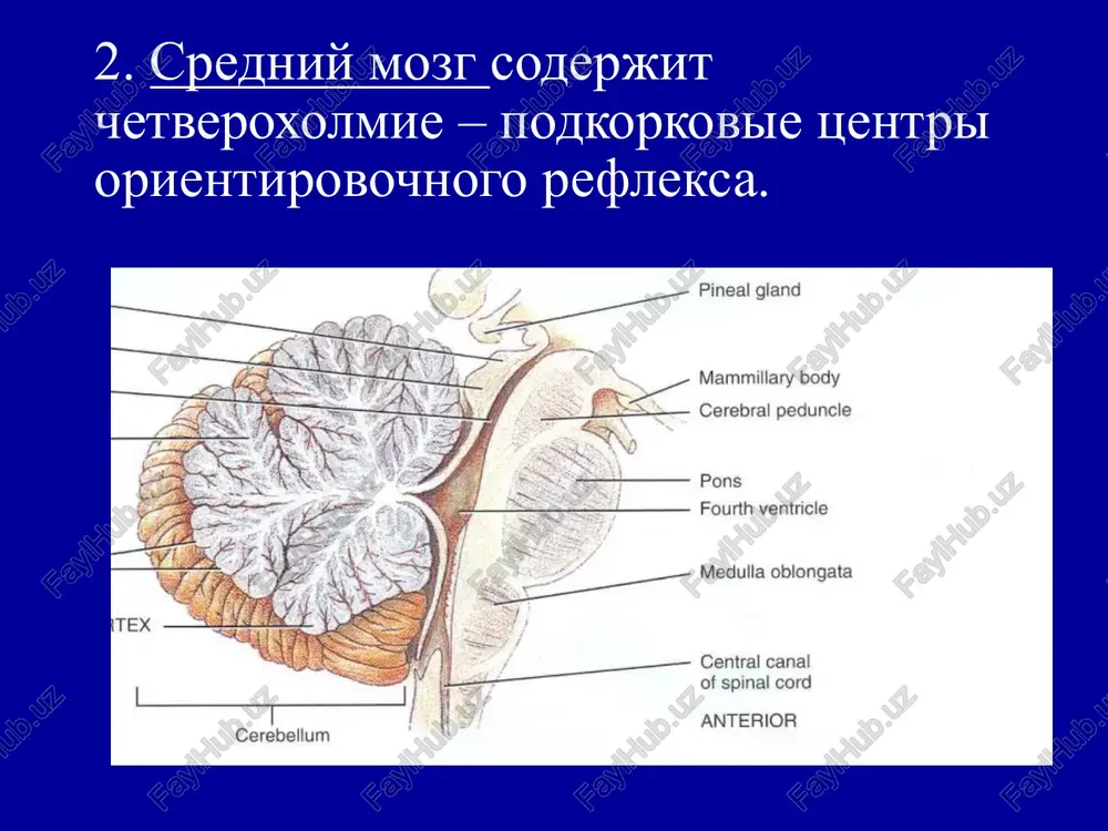 ed * 2 . eo. 3 puce. 4.15. ocuosnie prrmpi anektposuyedpanorpammbl. 1 — anmpa-putm; 2 — getta- parm; 3 — teta-putm; 4 — reaeta-putm, 4 (al cpr uel eres [s0 me 100 mb obl buj] 99t hm ciektpbi ee hopmhpobahhom amjimty jibi allusthvaliprt mkb/t lo 12 8 10 6 8 6 4 4 2 2 60 50 40 30 20 4 10 0 5 10. «(15 25 30ty fp2 f3 fa ft fb 13 14 ca ca 15 16 pa pa o1 kapruposanne tomorpag 13 14 04] 18 20 30 40 s0,q49) 0] 10 20 20 4 s0,q4) fp2 f3 fa ft fb 13 14 ca ca 15 16 pa pa o1 kapruposanne tomorpag 13 14 04] 18 20 30 40 s0,q49) 0] 10 20 20 4 s0,q4) 00:00:05 sponoeas why 00:06:34 sporocramyaauna 10.74 fpl fp2 f3 fa ft fb 13 14 ca ca 15 16 pa pa o1 02 …