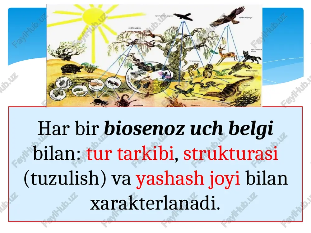 ekosistema. biom va biogeotsenoz - Page 5