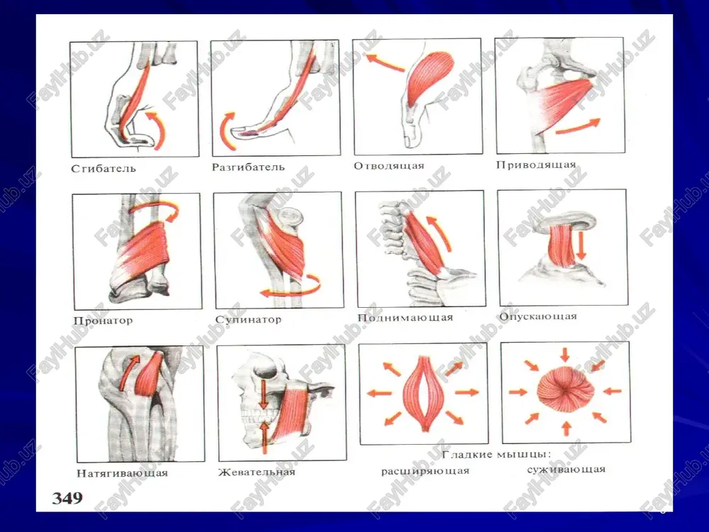 hhs, ycnobhbie c€ohhulubi 28 ess: zest th ue ate u sera taitt i faesstasss hat piasiesesee peres beet is te q hy al ms repeece 4 : ssasa sane (ooo snm a nas a bas be oe rege ot 7 fe ay de seabed fon oes estate | he ao aga ee i aves epee _ ah _ he ieeeseanes he eursce: suessssee es bem 0,04 du oe heytomiennaa yromsenhaa mbia mbiuima eos r moimua 6 ht hpusevanue. onbit moxka3bipaet 1okam3auht0 ytomiiehha b mhohcbpabhom chharice. 359 362 i truncus sympathicus 3anvcb cokpaulehha mbililubi n. ischiadicus 363