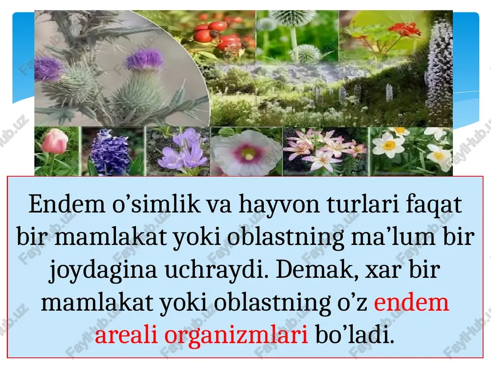 organizmlar va ularning jamoalari tarqalishining geografik qonuniyatlari - Page 5