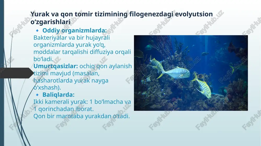 yurak-qontomirlar,endokrintiziminingonto-filogenezi - Page 5