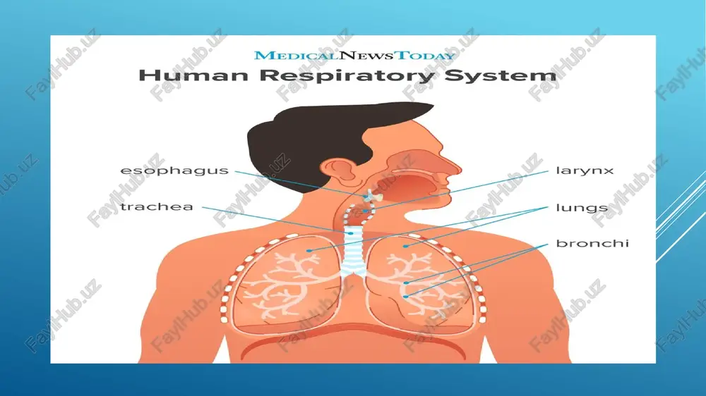 ral 14. lingular superior 14. basal posterior 15 lingular inferior trakea pleura parietalisin parcalari cupula pleurae cupula pleurae pars costalis visseral plevra ile sarilmig sol akci- gerin kostal yuizii tog rnyh cavitas- pleuralis pleura 7 i incisura cardiaca, visceralis z pulmonis sinistri pulmonis sinistri recessus pars costodiaphragmaticus japhragmatica c7 transverse process of c7 vertebra sibson’s fascia tal cervical pleura apex of lung. (suprapleural membrane) o—- subclavian artery subclavian vein first rib puc. 3/, mukcupopanne cboza mebppr 1. lig. vertebropleurale ; 2. lig. costopleurale ; 3. lig. costopleurovertebrale ; 4, lig. tracheopleurale; 5. lig. oesophagopleurale; 6. lig. vasopleurale; 7. fascia scaleni right bronchomediastinal unk mediastinum superior tracheobronchial ode esophi anterior tradey oy ce posterior as sternal angle ti << me diaphifagm bronchopulmonary ilar) nodes /docprops/thumbnail.jpeg