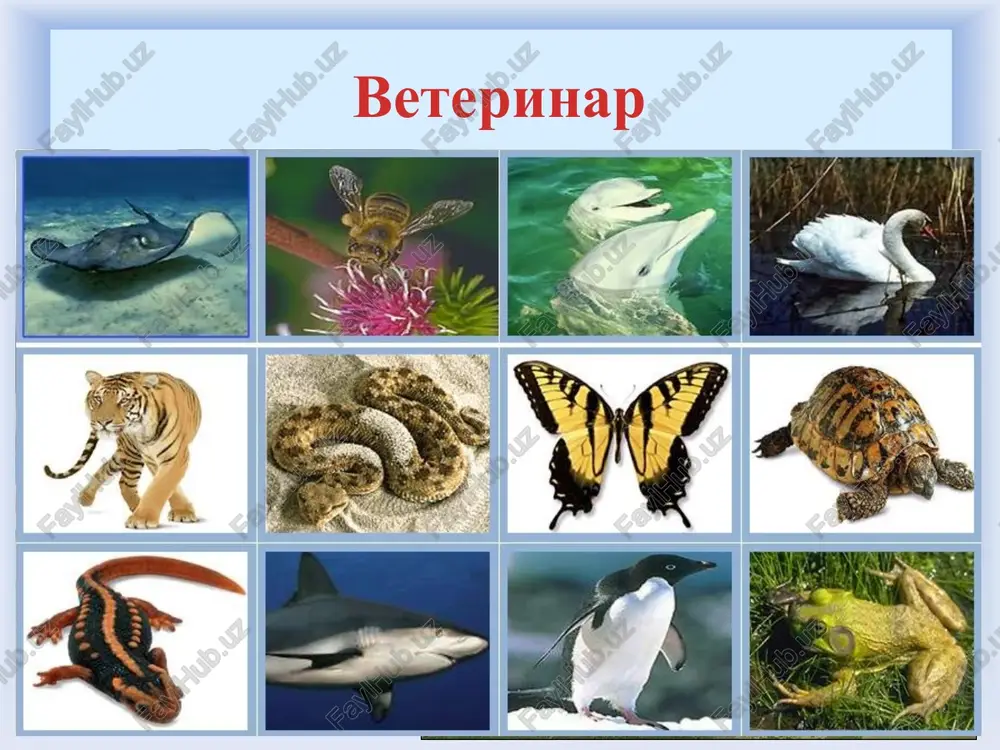 vitoe prakticheskoe mishlenie (eto mishlenie administratorov, organizatorov, rukovoditeley. prakticheskoe mishlenie svyazano s postanovkoy tseley, virabotkoy planov, proektov). gde mogut rabotat veterinarnie vrachi posle okonchaniya vuza spetsialist doljen ne menee 2 let prorabotat v doljnosti assistenta veterinarnogo vracha. bez etogo nevozmojno nachat polnotsennuyu praktiku. dalee potrebuetsya proyti attestatsiyu, poluchit udostoveryayushie dokumenti i pristupat k rabote gde mogut rabotat veterinarnie vrachi v oblasti inspektsii i kontrolya (na tamojne, v portu, v aeroportax) i sanepidstantsii. na predpriyatiya po pererabotke i xraneniyu produktsii jivotnovodstva (molokozavodi, myasokombinati, xladokombinati). v sfere kontrolya produktov jivotnogo proisxojdeniya (prodovolstvennie rinki). v veterinarnix laboratoriyax, v nauchno-issledovatelskix institutax i vuzax. mojet osvaivat smejnie spetsializatsii: sanitarniy vrach, zoolog, zverovod, kinolog. opitniy veterinar mojet nachat sobstvenniy biznes - otkrit chastnuyu kliniku ili laboratoriyu, zoomagazin ili pitomnik. veterinar mojet zanimatsya issledovatelskoy deyatelnostyu, mojet napisat kandidatskie i doktorskie dissertatsii, osvetit novuyu problemu v nauchnom mire veterinarii. skolko zarabativaet veterinar v rossii srednyaya zarplata spetsialistov v …