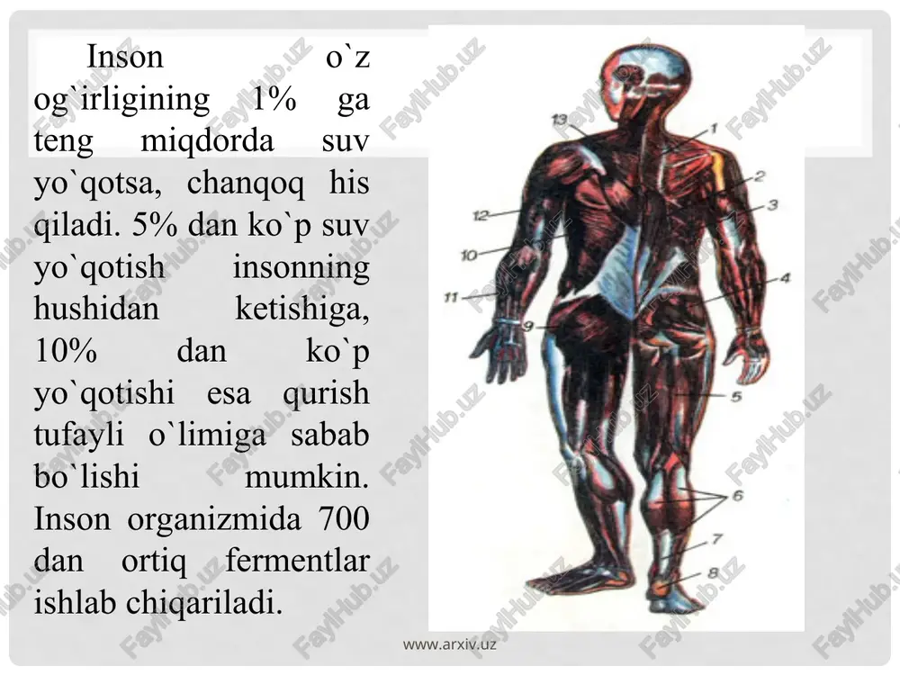 xaltalari oldingi toʻsh suyagi va qovurgʻa togʻayiga tegib turadi. yu. yuqoridan va orqadan qon tomirlar, pastdan diafragma pay markazi bilan mustahkamlanib turadi. yu.ning holati hamma odamlarda bir xil boʻlmay, u kishining yoshi, jinsi, gavdasining vaziyati va tuzilishiga ham bogʻliq. jumladan, yangi tugʻilgan bolalarda yu. yumaloq shaklda boʻlib, diafragma gumbazi balandroq koʻndalang va yuqoriroq joylashgan, ayrisimon bez uni toʻsh suyagidan ancha orqa tomonga surib turadi. www.arxiv.uz www.arxiv.uz www.arxiv.uz www.arxiv.uz tanada qonning harakati odam tanasida juda ko'p qon tomirlari bo'ladi. bu tomirlarda qon tana bo'ylab harakat qilib yuradi. katta yoshdagi odamda 5 litrdan ko'proq qon bo'ladi. www.arxiv.uz www.arxiv.uz qon plazmasi qonning suyuq qismi bo’lib, u murakkab aralashmadir. uning tarkibida oqsillar, yog’lar, uglevodlar, mineral tuzlar, gormonlar, fermentlar, antitelalar va erigan holdagi gazlar (kislorod, karbonat angidrid kabilar) bo’ladi. qon plazmasi tarkibida organizmning hayoti-o’sishi va rivojlanishi uchun zarur barcha oziq moddalar bo’lib, ular ovqat hazm qilish organlaridan qonga so’riladi. qonning doimiy harakati natijasida bu moddalar …
