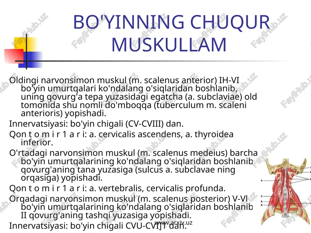 bo'yin muskullari - Page 5