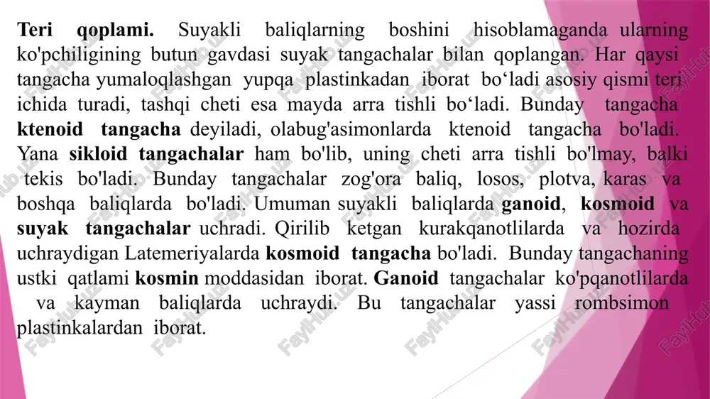 n iborat besh juft jabra yoylari bir-biri bilan o'zaro harakatchan birikkan to'rt juft suyakchalardan va yoylari ostki tomondan birlashtiruvchi bitta (toq) element (kopula)dan hosil bo'lgan. harakat organlari va ularning kamarlari. ko’krak suzgichlarning skeletida bazaliy yo’q va u bevosita bel kamariga birikuvchi suyak radialiyalardan va suyak nurlardan iborat. oldingi juft kamari xondral kelib chiqishiga ega bo’lgan mayda korakoid va ko’rak suyakdan iborat. birlamchi kamarni hosil qiluvchi xondral suyaklarga ikkilamchi kamarning suyaklari qo’shiladi. ularning asosiysi katta o’roqsimon kleyturum bo’lib, u mayda suyakchalar vositasida miya qutisiga birikadi qorin suzgichlarining skeleti faqat teri suyak nurlaridan iborat. orqa harakat organlarining kamari juft uzunchoq plastinkalar shaklida muskul qavatida joylashgan. suyakli baliqlarning yelka kamari va ko’krak suzgichi: 1-kurak; 2-karakoid; 3-kleytrum; 4- kleytrum usti suyagi; 5-orqa ensa suyagi; 6-radialiyalar; 7-suzgich shu’lalar. suyakli baliqlarning chanoq kamari va qorin suzgichlari: 1-chanoq suyagi; 2-teri suyak shu’lalari. hazm qilish organlari. suyakli baliqlarning oziq tutishida asosan ikkilamchi jag' ishtirok etadi. ulaming ko'pchiligida tishlar …