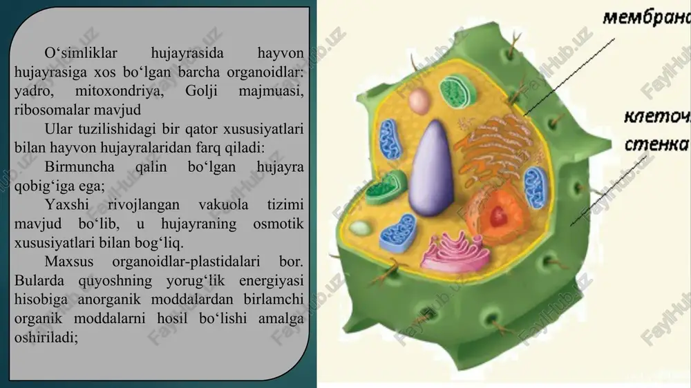 hujayra tiriklikning asosi - Page 5