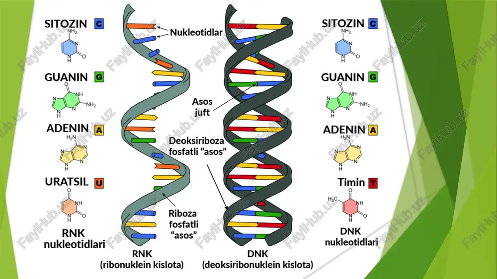 titute (nhgri). human genome project information archive. – https://www.genome.gov 2. european bioinformatics institute (embl-ebi). genomic data resources and tools. – https://www.ebi.ac.uk 3. nature genomics journal. advances in functional genomics and gene editing. – nature, 2023. – https://www.nature.com/genomics 4. o‘zbekiston respublikasi innovatsion rivojlanish vazirligi. genomika va biotexnologiya yo‘nalishidagi ilmiy loyihalar hisobotlari. – toshkent, 2022. – https://mininnovation.uz 5. o‘zbekiston respublikasi prezidentining 2021-yil 10-fevraldagi pq–4978-son qarori. “biotexnologiya va genomika sohasida ilmiy tadqiqotlarni rivojlantirish chora-tadbirlari to‘g‘risida”. – https://lex.uz e'tiboringiz uchun rahmat image1.png image2.png sitozin & nhp g. h sitozin a > nukleotidlar fe) h guanin & guanin & pm asos ym q juft n adenin j adenin [a] rn deoksiriboza rn ee, fosfatli “asos” ee, urat sil uj timin ii n° y ° rnk dnk — nukleotidlari nukleotidlari rnk dnk (ribonuklein kislota) (deoksiribonuklein kislota) g28) (a11) (pn) prdectiod nniaqiaeviaa >inam [vaaisdiaasweat] |