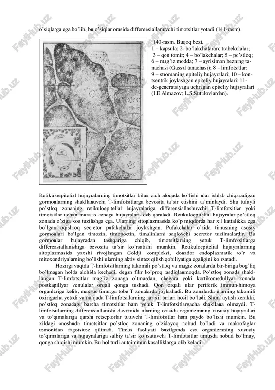 kibini asosan yog’ to’qimasi tashkil etib, yog’ hujayralarning sitoplazmasidagi pigmentlari (lipoxromlar) unga sariq tus beradi. sog’lom organizmda bu ko’mik qon yaratish vazifasini o’tamaydi. lekin ko’p qon yo’qotgan paytda va ba’zi bir kasalliklarda sariq suyak ko’migida gemotsitopoez (ya’ni qon yaratilish) jarayoni sodir bo’lishi mumkin. sariq suyak ko’migining qizil qismiga nisbatan miqdori yosh o’tgan sari ko’payadi. bu jarayon nerv, endokrin sistemalar va shu a’zolardagi mikromuhitga bog’liq. qariganda esa qizil suyak ko’migi ham sekin-asta yog’ hujayralari va shilliq ishlovchi hujayralar bilan almashina boshlaydi. shu tufayli qon hujayralarining qayta tiklanishi yosh yoki qari organizmda turlicha kechadi. yosh organizmda qon hujayralari yuqori darajada tiklanish (regeneratsiya qilish) qobiliyatiga ega bo’lsa, bu qobiliyat qari organizmda ancha susayadi. 139-rasm. qizil suyak ko’migi. gematoksilin-eozin bilan bo’yalgan. ob.60, ok.10. 1 – megakariotsit; 2 – yog’ hujayra; 3 – rivojlanayotgan qon shaklli elementlari. qon bilan ta’minlanishi. suyak ko’migi suyak usti pardasidan kiruvchi qon tomirlar bilan ta’minlanadi. ko’mikda ular mayda arteriyalar va …
