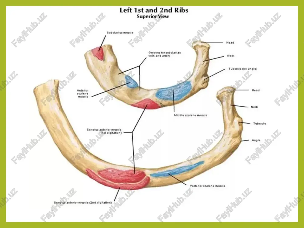order 7~ shaft of rds; body of radio, ameriorsusacer# carpal rial surfaces 9 radlal sold prosoc: 12 sha ofracves body of radian, posterior race: 17" ulnar noth 12 posterior border: 13 shaf of radius baey ot radu, ater surtoos ppp a tieanlel radius bone anatomy head of radius (articular disk) head of radius (articular disk) radial notch neck of radius neck of of ulna radius fs radial radial tuberosity =) tuberosity teva radius medial medial (interosseous) (interosseous) border posterior border. posterior surface lateral surface ulnar notch. styloid process dorsal tubercle for carpals anterior view treeshetataisy ote posterior view shaft proximal end distal end styloid process supination pronation ssa metacarpi 0889 carpi