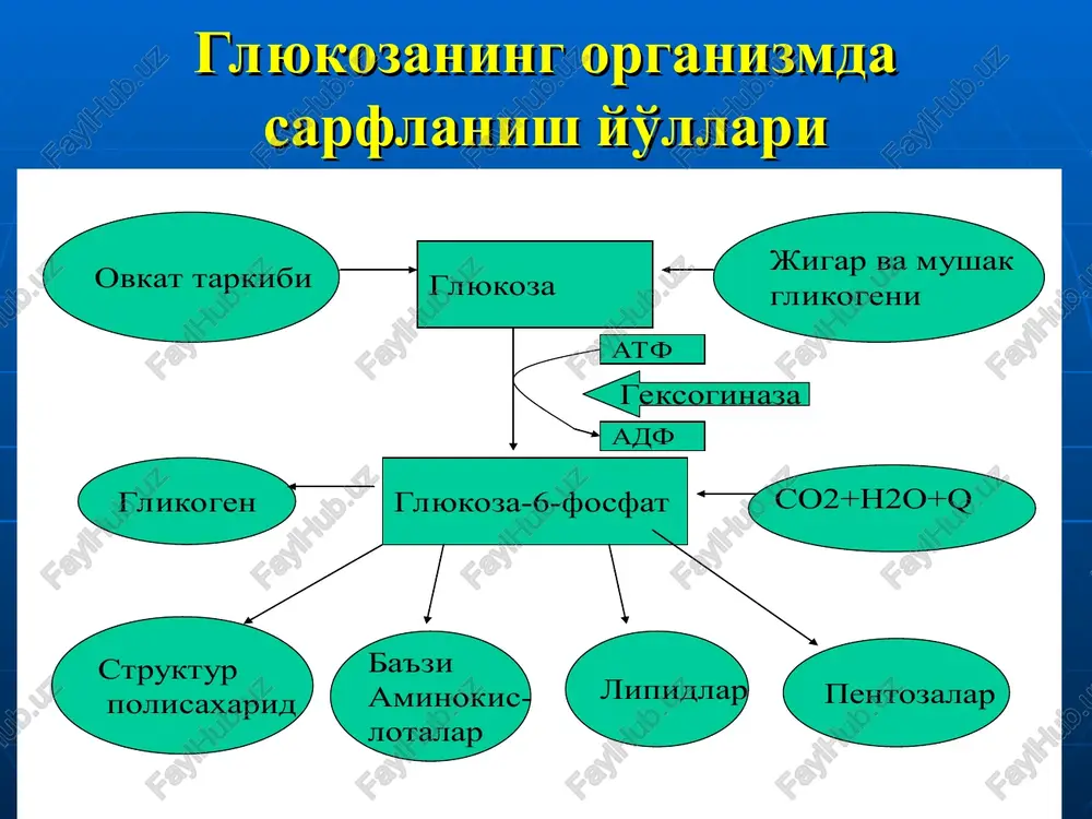 y modulyator bo'lib hisoblanadi. 2) glyukoneogenezni idora etuvchi 2-ferment bu – fruktoza-1,6-bifosfataza bo'lib, bu ferment amf tomonidan ingibirlanadi. shu bilan bir vaqtda amf fosfofruktokinazaning musbat allosterik modulyatori hisoblanadi. amf kontsentratsiyasi kam, atf kontsentratsiyasi yuqori bo'lganda glyukoneogenez kuchayadi, aksincha bo'lganda esa glikoliz kuchayadi. 3) gormonlar bilan ham idora qilinadi: insulin – glyukoneogenezni susaytiradi; glyukokortikoidlar, katexolaminlar, glyukogon, gipofiz gormonlari glyukoneogenezni kuchaytiradi. sutkada 80-100 grammgacha glyukoza sintez bo'ladi. bu protsess qandli diabetda, miokard infarktda keskin o'sadi, jigar va rak kasalliklarida esa kamayadi. etil spirtining glyukoneogenezga ta'siri alkogol jigarda glyukoneogenezni susaytiradi. bu o'z navbatida gipoglikemiyaga olib keladi. gipoglikemiya darhol bosh miya faoliyatiga o'z ta'sirini ko'rsatadi. masalan, bosh miyaning tana temperaturasini boshqaradigan qismiga ta'sir ko'rsatadi. shuning uchun tana harorati ~20s ga pasayadi. sovuq qotgan yoki och va kam quvvat odamlar spirtli ichimlik iste'mol qilishi yomon odatlardan hisoblanadi. etil spirtining metabolizmi degidrogenlanish reaktsiyalarini o'z ichiga oladi. bu reaktsiya natijasida undan sirka kislota hosil bo'lib, uning bir …