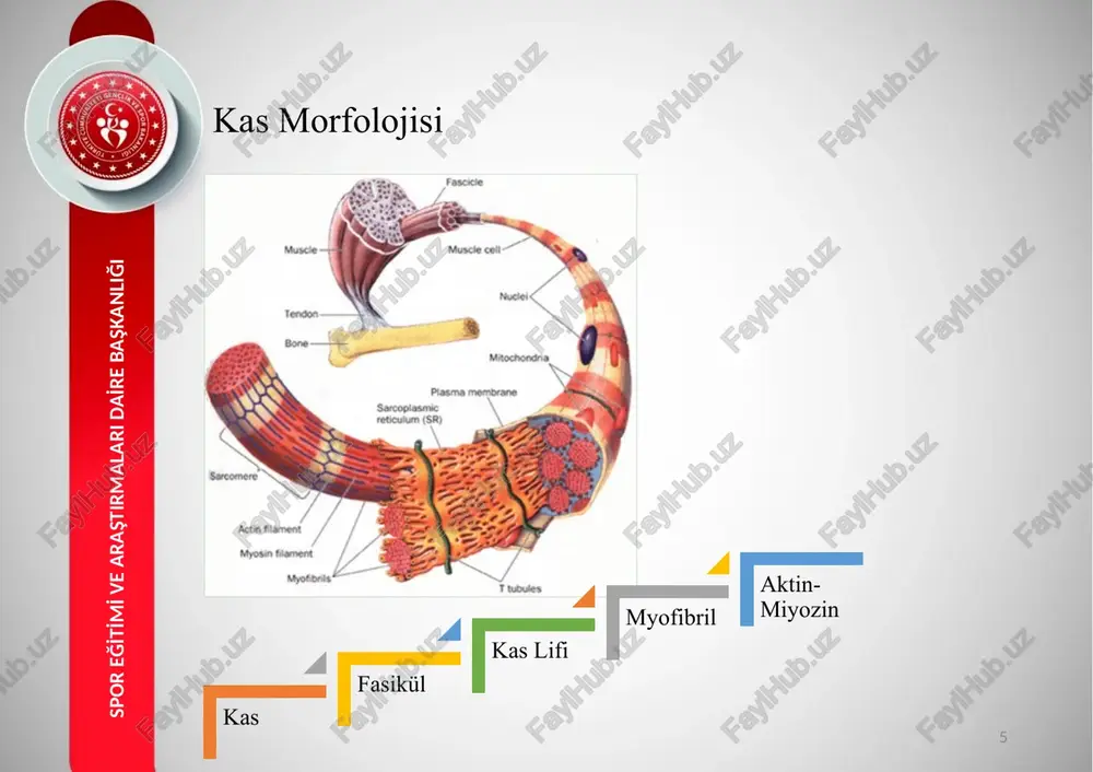 (afferent) neuromuscular junction musde cell (fiber) motor unit muscle fibers tzometric action sce slow. bwich fas ne esp. ot isometric contraction ‘muscle contracts but does not shorten no movement tometikegzesiain uygulama noktas tajo ta oven concentric contraction movement (b) eccentric contraction slow twitch ano fast twitch | muscle fibers skeletal muscle fibers ————$ \ slow twitch fast twitch wn ( slow oxidative fibers ) ! fast oxidative fast glycolytic fibers fibers * classification based on: ™~ speed of contraction ~ metabolic pathway used to makeatp © muscle fibers slow twitch muscle fibers kas lif tipleri ve ozellikleri tip 1 lif (st lif, slow tip i lifter (ft lifler, fast twitch) tip ila lif tip 1b lif + kirmizi gérantimiadar. + beyaz gorunimildor. + beyaz gorunimitidur. + kileal damar agi yogundur. + kilcal damar agi orta dizey- dedir. *kilcal damar agi azdir. + lif gapi kagokti. “lif gapi ontadit + lif …