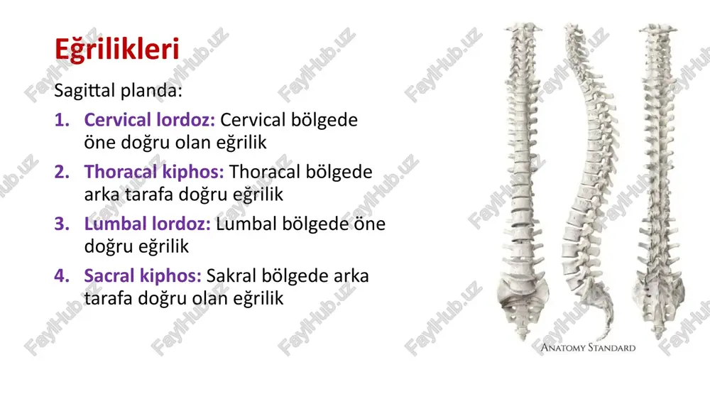 alis atlas: facies articularis superior sağ ve solda iki tane bağımsız eklem, bağımsız hareket edemezler eklem yüzleri hyalin kıkırdak ile kaplı i̇ki eklem iki eklem kapsülü, membrana atlantooccipitalis anterior: arcus anterior atlantis foramen magnum ön kenarı arasında uzanır lig. atlantooccipitale anterius: membranın ortasında, tuberculum pharyngeum tuberculum ant. arasında, lig. longitüdinale anterius olarak devam eder membrana atlantooccipitalis posterior: arcus posterior ile foramen magnumun arka kenarı arasında lig. crusiforme atlantis lig. transversum atlantis: atlasın masse lateralislerinin iç yüzünde bulunur dens axis için osteofibröz halka oluşturur yukarı ve aşağı doğru uzanan lifler: fasciculus longitudinalis sup. fasciculus longitudinalis inf. lig. crusiforme atlantis fasciculus longitüdinalis sup. fasciculus longitüdinalis inf lig. transversum atlantis ligamenta alaria dens axisin yan taraflarından; foramen magnumun kenarlarına başın aşırı rotasyonunu engelleyen kontrol ligamentler ligamentum apicis dentis: dens axisin tepesinden foramen magnumun ön kenarına uzaır. membrana tectoria lig. longitudinale posteriusun bir devamı şeklindedir lig. longitudinale posterius, yukarda axisin gövdesine tutunur buradan itibaren …