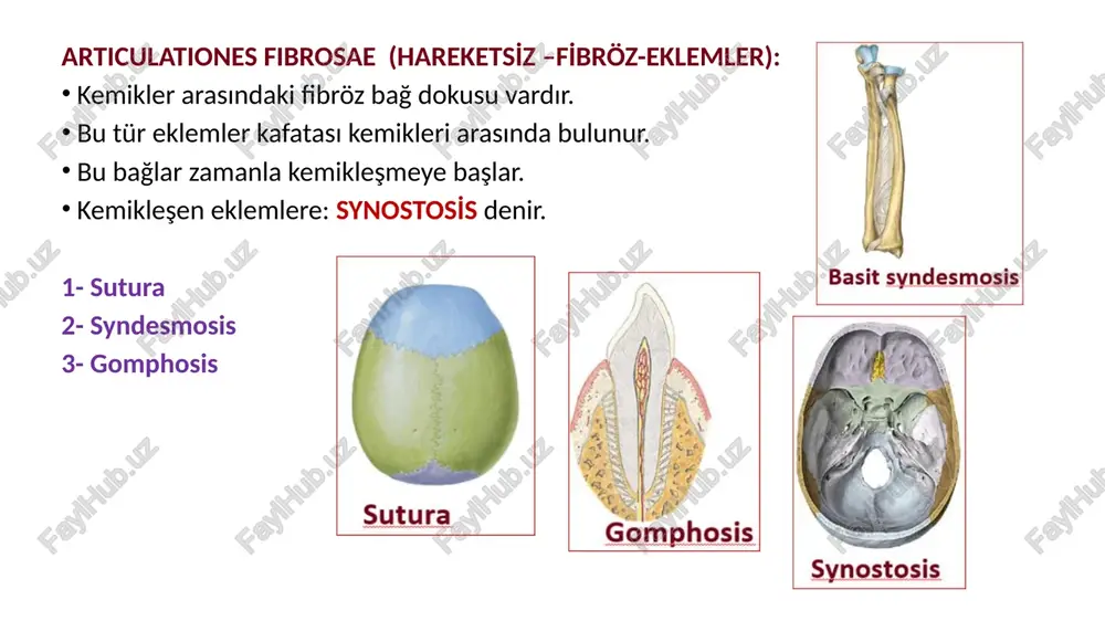 (containing synovial fluid) articular cartilage ligament abduction adduction (b) hinge joint between trochlea of humerus and trochlear notch of ulna at the elbow uniaxial (c) pivot joint between head of radius and radial notch of uina (@) saddle joint between trapezium of carpus (wrist) and metacarpal of thumb ‘supraspinatus m. gienoid cavity containin synovial fluid joint capsule humerus tendon of biceps brachii m. fa) pla 3ne joint between navicular and second, and third cuneitorms of tarsus in foot periosteum yellow bone marrow [ 5 _ ‘articular i i capsule (containing synovial fluid) articular cartilage ligament ‘a typical synovial joint (containing synovial fluid) articular cartilage ligament a typical synovial joint ‘tha in extension round surfaces for articulation with tibia in flexion anterior cruciate ligament ) iselee: deeks oli gates anntorie wor shidents ~ veaaacehidertcoivsult corm “transverse humeral ligament /docprops/thumbnail.jpeg eklemler hakkinda genel bilgi