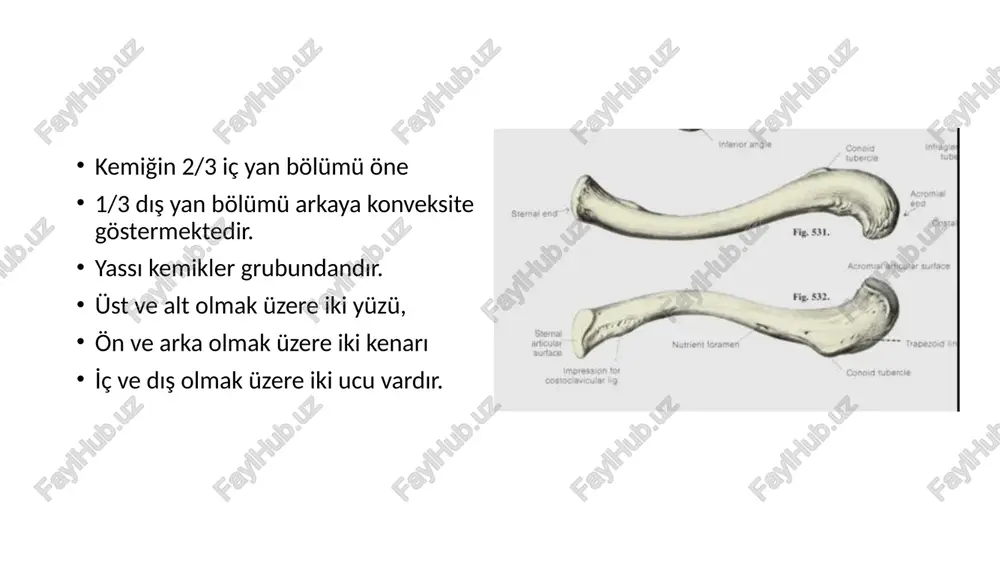 ociavicular lig coracoclavicular lig pezoid portion) acromion (conoid portion} coracoacromial lig jon of long head brachii m., ter bic glenoid cavity of scapula glenoidal labrum triceps m., jong head cosial surface coracoid proc. int superior border esc lier foi superior angle eral angle glenoid fossa neck of scapula lateral border medial border muscle lines of costal surface fig. 529, inferior angie lig. coracoacromiale superior view external rotation internal rotation lateral view posterior yy anterior tilting __titing downward r__a upward rotation rotation depression /docprops/thumbnail.jpeg ust taraf kemikleri (ssa memeri superioris)