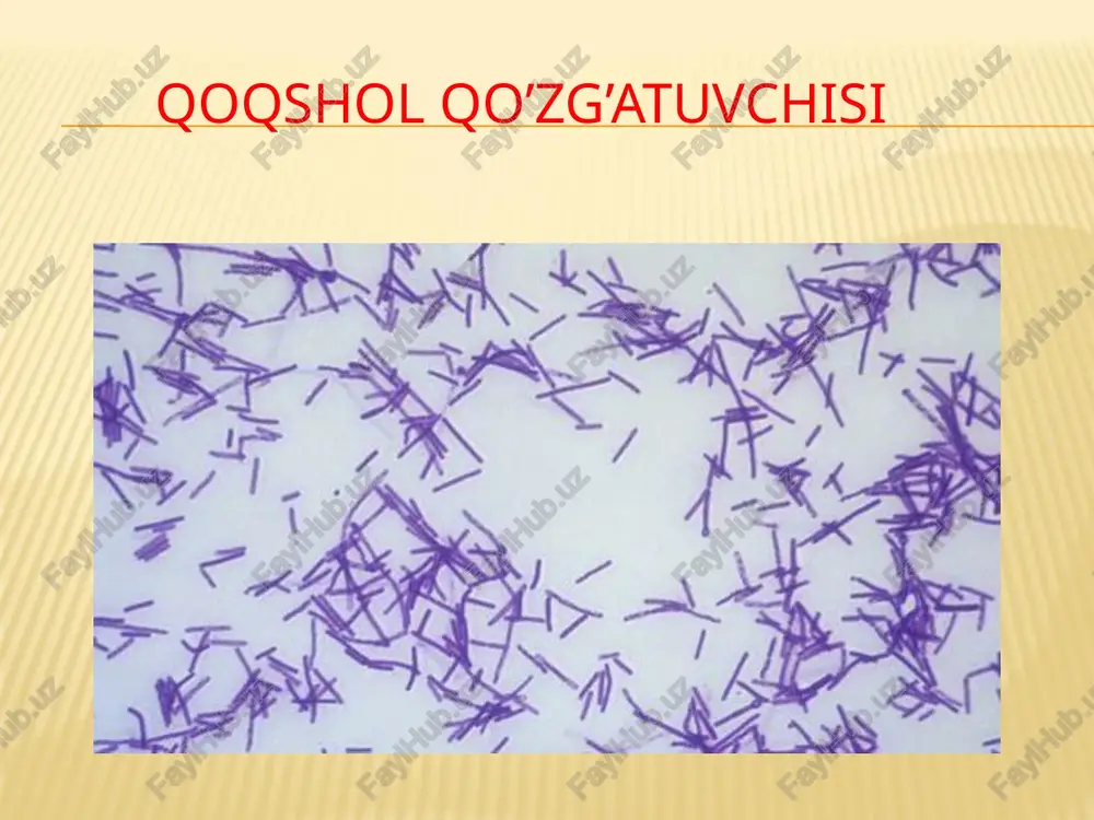 grammusbat spora hosil qiluvchi tayoqchalar - Page 5