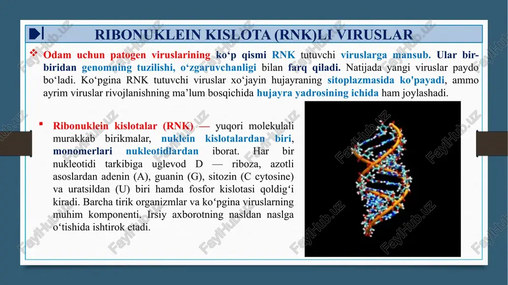 lutinin va neyram inidazaning xili ko‘rsatiladi. masalan: gripp a virusi: a./o'rdak/ o 'zbekiston /695/ 76(h3n2). morfologiyasi gripp viruslari yumaloq yoki tuxum shaklida bo'lib, o'lchami 80-120 nm. virusning tashqi glikoproteid qobig'ida gemagglutinin va neyraminidaza tikansimon o‘simtalari bor. ularning o'lchami 10 nm, nukleokapsid spiral simmetriya ko'rinishida bo'lib, ribonukleoprotein (rnp) zanjiridan iborat juft spiral holatda joylashgan. gripp bilan rnk-polimeraza va endonukleaza (r1 va r3) birikkan. antigenligi gripp viruslarining barcha turlari bir-biridan virionning tuzilishini turg'unlashtiruvchi m-matriks va rnp (oqsil np) ga bog'liq tip maxsus antigen bilan farq qiladi. bu antigenini kbr biian aniqlash mumkin. jumladan, a turining o'zida antigen xususiyatiga qarab a(h, n), a ch3n2) antigenli viruslar farq qilinadi. gripp virusining a turi o'ta maxsusligini yuzaki joylashgan gemagglutinin h va neyraminidaza n antigenlari belgilaydi. laboratoriya tashxisi viruslar keltirib chiqaruvchi kasalliklarning laboratoriya diognostikasida virusologik, serologik, virusoskopik va biologik usullar qo‘llaniladi. tekshirish uchun burun-halqumdan suyuqlik va surtmalar, letal hollarda murdaning shikastlangan o'pka to'qimasi, traxeya va bronxlaming …