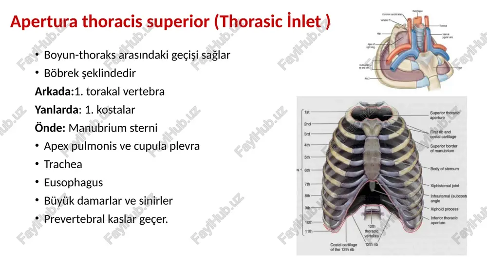 thoraks anatomi̇ - Page 5