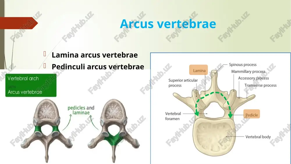 tlari: bel umurtqalari (vertebrae lumbales) tanasi yirik va loviya shaklida bo’g’im o’siqlari sagittal yuzada joylashgan bo’lib, yuqorigi bo’g’im o’sig’inng bo’g’im yuzasi medial tomonga, pastki bo’g’im o’simtasining bo’g’im yuzasi esa lateral tomonga qarab joylashgan. ko’ndalang o’siqlari esa frontal yuzada joylashgan. o’tkir o’sig’i kalta, silliq va pastga yo’nalgan bo’lib, umurtqa tanasi bilan deyarli bir “uroven” da joylashadi. umurtqa tanasi loviyasimon shaklda bo’g’im o’siqlari - sagittal yuzada joylashgan. yuqorigi bo’g’im o’siqlarining bo’g’im yuzalari medial tomonga, pastki bo’g’im o’siqlarining bo’g’im yuzalari esa tashqari (lateral) tomonga qarab joylashadi dumg’aza suyagi quyidagi asosiy qismlardan tashkil topgan: dumg’aza suyagining asos qismi (basis ossis sacri) dumg’aza suyagining uchki qismi (apex ossis sacri) dumg’aza suyagining ikki yon qismi (pars lateralis) quyidagi yuzalari farqlanadi: chanoq yuzasi (facies pelvica) orqa yuzasi (facies dorsalis) basis apex pars lateralis facies pelvica – silliq va botiq facies dorsalis – g’adir budur va orqa tomonga do’m hosil qiladi basis ossis sacri promontorium processus articularis superior …