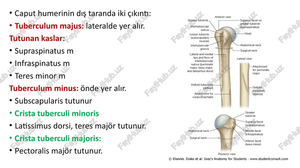 ius önkolun dış tarafında yer alır uzun kemiklerdendir kalın uç aşağı, bu uçtaki çıkıntı dışa, olukların olduğu yüz arkaya humerus,ulna , scaphoideum , lunatum ile eklem yapar . extremitas proximalis proximal uç silindir şeklinde caput radii fovea articularis : caput radii’nin üstündeki çukur saha, capitulum humeri ile eklem yapar circumferentia articularis radii : caput radii’nin çevresi, eklem kıkırdağı ile kaplıdır, ulnadaki incisura radialis ile eklem yapar collum radii : radius başının daralmış alt kısmı tuberositas radii : collum radiinin alt iç kısmındaki belirgin çıkıntı ön-iç tarafta yer alır; m. biceps brachi tutunur corpus radii üç yüz-üç kenar facies anterior : for . nutricium facies posterior : facies lateralis : tuberositas pronatoria : m. pronator teres tutunur margo anterior : margo posterior : margo interosseus : membrana interossea antebrachii yapışır extremitas distalis proc . styloideus : alt uç-dış tuberculum dorsale : arka da i̇ncisura ulnaris : iç tarafında ulnanın circumfarentia articularisi …