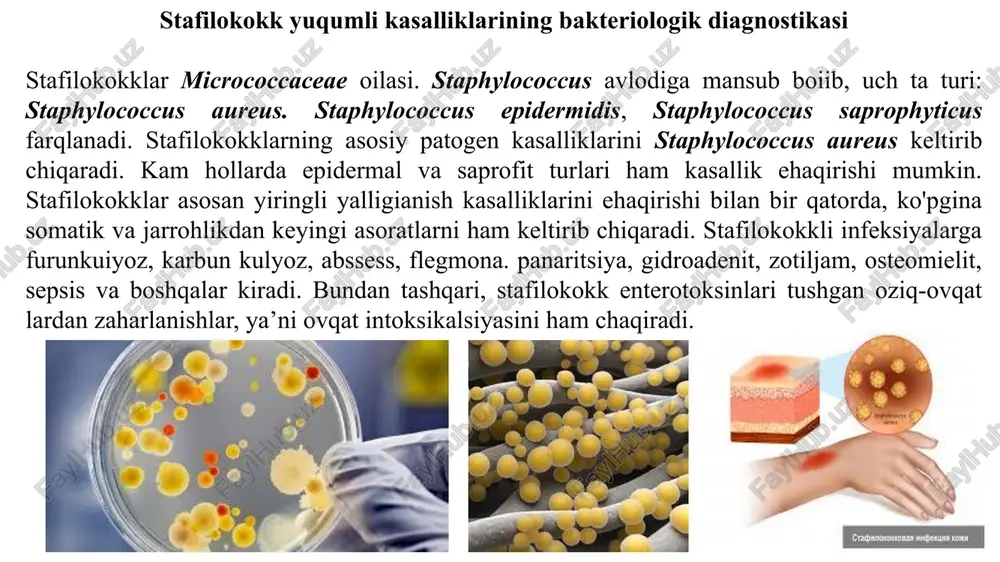 yyorlab, gram usulida bo'yab, mikroskop ostida ko'riladi. sof kulturasini ajratish uchun 2-3 ta shubhali koloniyadan olib, probirkalardagi qandli bulonlarga ekiladi. 3-kun. streptokokk avlodi vakillarini bir birlaridan farqlashnish xususiyatlarini aniqlash uchun differensial diagnostik muhitlarga ekmalar ekiladi va identifikatsiya qilinadi. streptokokkli infeksiyalaming hyu-leyfson testi orqali oson aniqlanadi. hyu-leyfson testi bakteriyalar uglevodlarni fermentatsiya yoki oksidlash yo'li bilan parchalashini aniqlab beradi. buning uchun glyukozali baland ustunli muhitga tekshirilayotgan kultura ukol qilib ekiladi. birinchi probirka anaerob sharoitda, ikkinchisi esa aerob sharoitda o'stiriladi. p. aeruginosa glyukozani faqat aerob sharoitda oksidlab (kislorod ishtirokida) parchalaydi, anaerob sharoitda parchalamaydi, ya’ni fermentatsiya qilmaydi. ichak guruh bakteriyalari uglevodni fermentatsiya qilganligi uchun anaerob sharoitda ham parchalaydi. bu test bu guruh bakteriyalami bir-biridan farqlashda ishlatiladi. pseudomonas aeruginosa (ko‘kyashil yiring tayoqchasi) bakteriya kulturasini ajratib olish ko'k yashil yiring tayoqchasi oziqli muhitlarga talabchan emas, oddiy muhitlarda yaxshi o'sadi. o'sish diapazoni 2—42°c bo'ladi. shuning uchun tashqi muhitda uzoq saqlanadi, odam organizmining yuqori harorati ham ta’sir qilmaydi. …