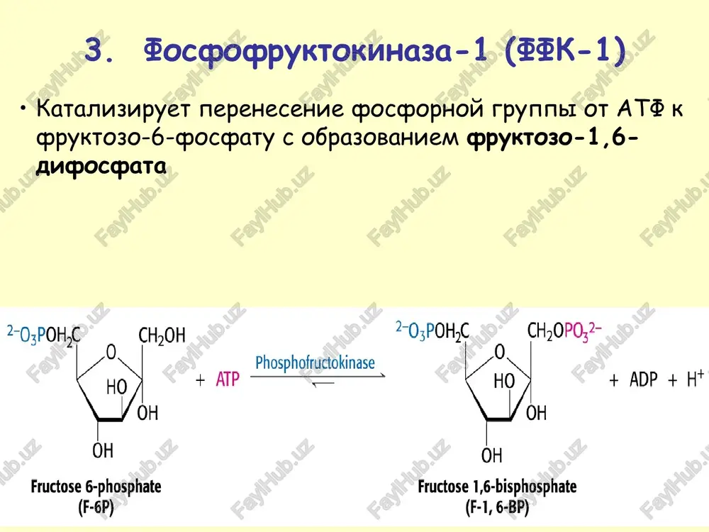 glikoliz - metabolicheskiy put - Page 5
