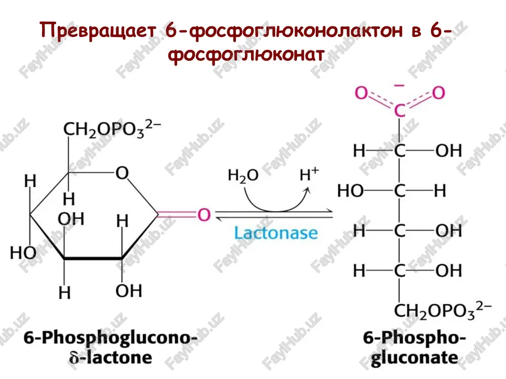 pentozofosfatniy put - Page 5