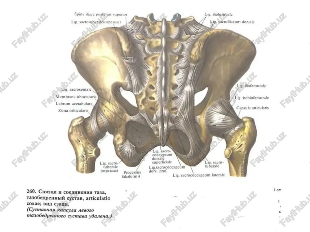 easka ronoaku geapeh- hom kocth; 6 — nonepe- 4haa beeptnykhaa cbaska; 7 — cyctashan kancyna; 8 — kpyrosan 30ha; 9 — beptnyxhan ry6a. puc. 116. konehhbii cyctas, npaspii; sug cnepepn. (cyc- tabhan kancyna yfaneva, han- konehhuk c cyxoxkunimem yetbi- pexrnasoi mbiluub! gefpa otta- hyt khm3y.) 1 — gegpennan koctb; 2 — sagquan kpectooopa3han ces3ka; 3 — ne- peghar kpectoo6pashan cbaska; 4 — meavanbupii menuck; 5 — no- nepeshas ceaska koneha; 6 — gonb- we6epuosan konnatepanbhan caaska; 7 — rny6oxas noghanko- nchhwkobar cymka; 8 — cbaa3ka hagkonehhuka; 9 — cyctashan no- bepxhoctb hagaxonehhuka; 10 — cy- xokunne yetbipexrnaboh mbilulibi 6enpa; 11 — mexkocthaa nepenoh- ka ronenv; 12 — 6bonbwebepuosan xoctb; 13 — manogepyosan kocte; 14 — nepeahan ceaska ronosku mano6epyobsom koctw; 15 — mano- gepyosan konnatepanbhan cba3ka; 16 — natepaneheii menuck; 17 — natepanbhbii mbiuenok; 18 — hag- konchhukobaa nobepxhoctb. puc. 117. kpectoo6pashbie cba3km mw mehmckm konehhoro cyctasa, npasoro. 1 — …
