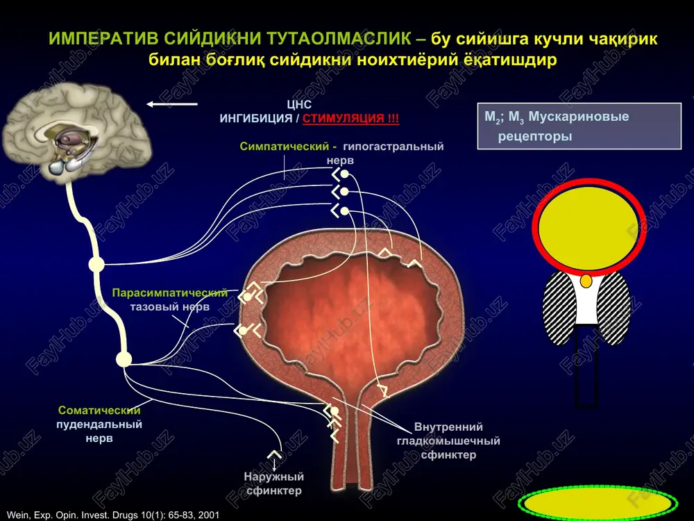 valsalva sinamasi davrida (vlpp: o'ngda). strelka bilan siydik oqib ketishi ko'rsatilgan. stress profil konservativ davolash “biz urologlar, agar konservativ davolash samarali bo'lsa, uni birinchi o'ringa ko'yishga rozimiz” alan wein, md “operative management of stress urinary incontinence” aua ‘99 panel discussion aua daily news konservativ davolash turmush tarzini o'zgartirish qovuqni mashq qildirish kegel mashqlari biofeedback (biologik qayta aloqa) elektrostimulyatsiya magnit innervatsiya medikamentoz turmush tarzini o'zgartirish qovuqni mashq qildirish siyish kundaligi dieta suyuqlik ichish rejimi siyishlar orasidagi vaqtni ko'paytirish kegel mashqlari qovuqni mashq qildirish oraliq soha mushaklarining quvvatini oshirish mashqlari datchiki - «zerkalo» urologa emg datchiki manometricheskie datchiki biologik qayta aloqa terapiyasi biofeedback elektrostimulyatsiya transvaginal, transrektal, teri orqali mio – protokol 23 - 50 gts stressli st posleoperatsion st surunkali chanoq og'rig'i, uretral sindrom, neyro – protokol 5 - 10 gts qovuq giperaktivligi surunkali chanoq og'rig'i elektrostimulyator vaginal datchikli o'zgaruvchan magnit maydoni tok hosil bo'lishiga olib keladi neyronlar membranasi depolyarizatsiyalanadi nervn impulsi …