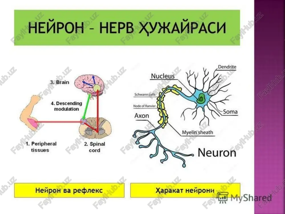 inig asosiy belgilaridan biridir. bosh miya po'stlog'ida hosil bo'lgan impulslarning ixtiѐriy harakat yo'li orqali muskullarga etkazilishi natijasida ixtiѐriy harakat vujudga keladi. ixtiѐriy harakatni bajarishda, bosh miyaning po'stloq qavatidan tashqari, ekstrapiramida (nucleus - 60 -caudatus,nucleus lenticularis, nucleus ruber, substantia nigra), miyacha va vestibulyar sistemalar ham ishtirok etadi. normal va muvofiqlashgan ixtiѐriy harakat yuqorida ko'rsatilgan sistemalarning to'g'ri ishlashi natijasidir markazdan qochuvchi yo'llar – harakatni muvofiqlashtiruvchi impulslar ana shu sistema yo'llari orqali orqa miyaning oldingi shohidagi hujayralarga, ya'ni ohirgi umumiy maydonga o'tkaziladi. oldingi shoh hujayralari esa qabul qilingan impulslarni o'z aksonlari orqali muskullarga etkazib beradi, natijada ixtiѐriy harakat sodir bo'ladi klassifikatsiya v zavisimosti ot kolichestva porajennix konechnostey paralich mojet nosit nazvanie monoplegii/monoparez - porajena odna konechnost s odnoy storoni. paraplegiya/paraparez - porajeni dve konechnosti odnogo vida. triplegiya/triparez – porajeni tri konechnosti. tetraplegiey/tetraparez – porajenie vsex konechnostey. gemiplegiya/gemiparez – porajenie polovini tulovisha. perekrestnuyu gemiplegiyu/gemiparez - paralich/parez ruki na odnoy storone - nogi na protivopolojnoy. …