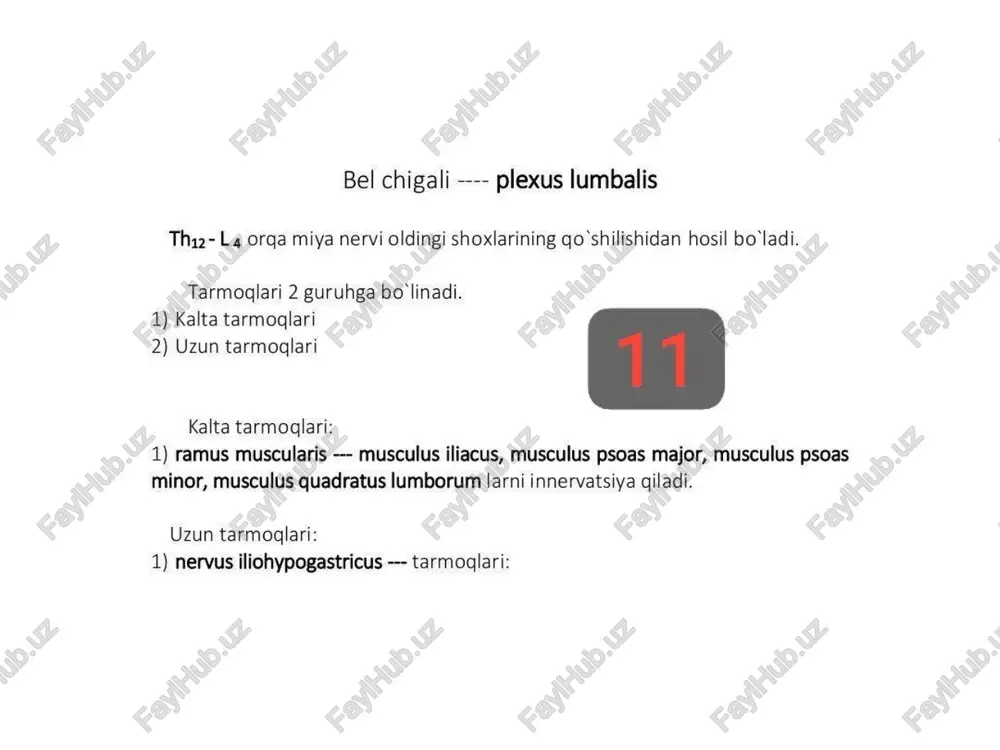 taravchi mushakni hamda n. anococcygei tarmog’i to‘g‘ri ichak chiqish teshigi bilan dum umurtqalari orasidagi terini inner- vatsiyalaydi, orqa miya nervlari ---- nervus spinalis 1 4 odamda 31 juft orga miya nerviari tafovut qilinadi. orga miyaning kulrang oddasini oldingi shoxidan harakat, orga shoxidan sezuvchi tolalar ( radix motoria et sensoria ) chigib umurtqalar tanasidagi incisura vertebralis superior et inferior larning birlashishidan hosil bo'lgan foramen intervertebralis lar ro’parasida qo'shilib --- ganglion spinalis ni hosil giladi. ganglion spinalis lardan nervus spinalis lar chiqadi. nervus spinalis dan 4 ta tarmog chigadi. 1) ramus anterior -— tananing oldingi sohasini go"-oyoglarning mushaklari va terisini innervatsiya qiladi 2) ramus posterior -—- tananing orga sohasidagi chuqur mushaklar bilan terisini innervatsiya qiladi 3) ramus meningeus —- chiqgan teshigiga gayta kirib, orqa miya pardalari bilan bosh miya pardalarini innervatsiya qiladi. 4) ramus communicans —- endokrin bezlari va qon-tomirlar devorini innervatsiya qiladi orga miya nervieri 2 ta kata guruhga bo'linadi 1) …