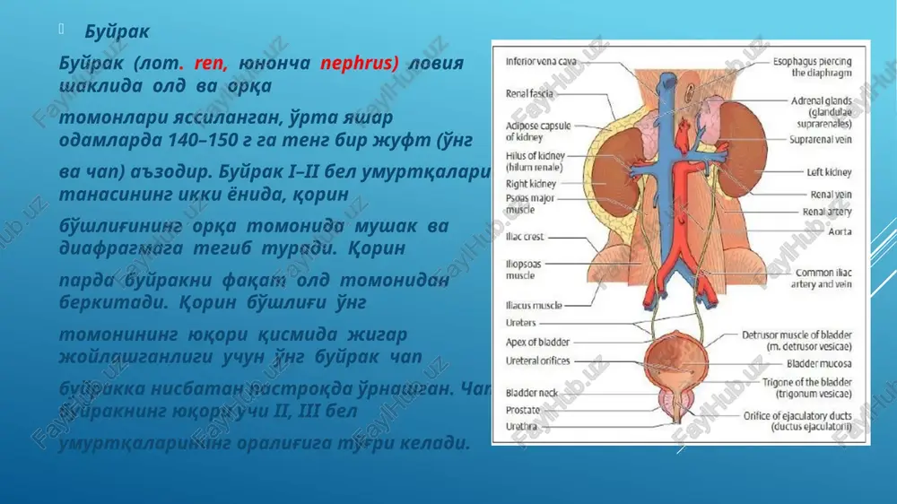 unica muscularis va tashqi biriktiruvchi to'qimali parda – tunica adventitia dan iborat qovuq qovuq (siydik pufagi – vesica urinaria) kichik chanoq bo'shlig'ida joylashgan, hajmi 500–700 ml bo'lib, ichidagi siydik miqdoriga ko'ra o'z shaklini o'zgartirib turadi. qovuq pastida qovuq tubining keng qismi – fundus vesicae, yuqori toraygan uchi – apex vesicae (cho'qqisi) va bu ikki qism oralig'ida qovuq tanasi – corpus vesicae tafovut qilinadi. qovuq devori to'rtta pardadan tuzilgan: ichki shilliq parda – tunica mucosa, biriktiruvchi to'qimadan tuzilgan shilliq osti qavati (tunica submucosa), mushak pardasi – tunica muscularis uch qavat joylashgan silliq mushak hujayralaridan iborat, seroz parda – tunica serosa qovuq cho'qqisi bilan orqa yuzani o'raydi. qovuq pastida uchburchak shakldagi maydoncha (trygonum vesicae) mavjud. maydonchadagi shilliq parda hech qachon burmalar hosil qilmaydi, chunki shilliq parda bevosita mushak parda bilan birikkan. bu uchburchakning yuqorisi ikki tomoniga siydik yo'li – ostia ureteres ochilgan bo'lsa, uning pastki qismidan siydik chiqaruv kanali – ostium urethrae …