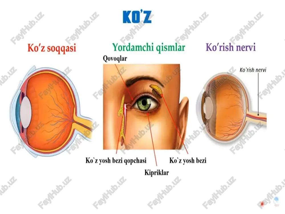 ugurt cho'pini og'ziga olib, papirosni gugurt qutichasiga surtishi mumkin, ѐki bemorga choy iching degan buyruq berilsa, u buyruqni tushunib, choy ichmoqchi bo'ladi. motor apraksiya. bunda bemor ko'rsatilgan harakatni ham qayta bajara olmaydi. bemor buyruqni tushunsa ham butun harakatning ayrim elementlarini bajara olmaydi, ma'nosiz va o'rinsiz harakatlar bilan javob qaytaradi. masalan, stolda ѐtgan qalamni oling deyilsa, qo'lini yuqoriga ko'tarishi ѐki boshqa bir o'rinsiz harakat qilishi mumkin, lekin qo'l stol ustidagi qalamga bormaydi, maqsad bajarilmaydi. konstruktiv apraksiya. bunday xolda bo'laklardan butun narsa tuzish qobiliyati yo'qoladi. masalan, bemor ayrim elementlardan biron shaklni tuzib berish qobiliyatini yo'qotadi. masalan, gugurt cho'plaridan kubcha ѐki yulduzcha shaklini yasab bera olmaydi. konstruktiv apraksiya bosh miya burchak pushtasi zararlanganda yuz beradi. gnozis, uning buzilishi va tekshirish usullari. bola tug'ilgandan keyin o'z otasi ѐkn onasini birinchi marta tanib olishi, so'ngra o'ziga boqib turgan bir qancha chehralar orasidan o'z onasini tanib olib, kulib qo'yishi, birinchi shiqildok ovozinn eshitib, o'nga boqishi, shu …