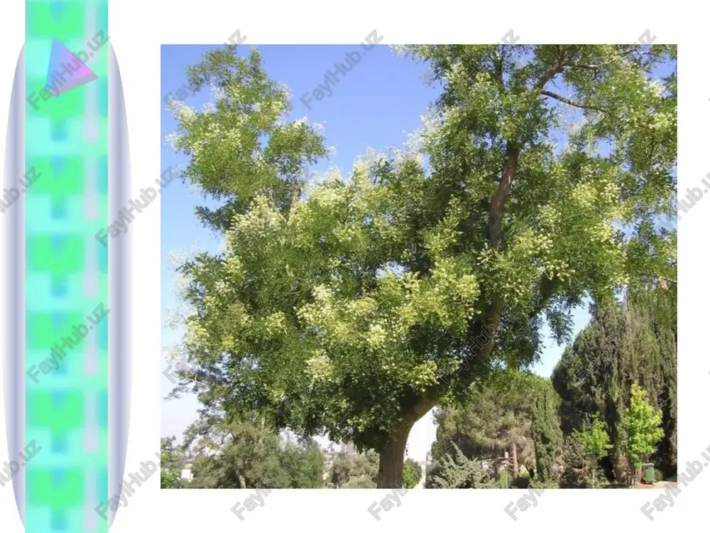 hlatilishi. asosan tinchlantiruvchi vosita sifatida gipertoniya, nerv qo'zg'alishi va ba'zi yurak kasalliklarini (yurak nevrozi, kardioskleroz) davolash uchun valeriana kabi ishlatiladi. dorivor preparatlari. damlama - infusum herbae leonuri, nastoyka, suyuq ekstrakt, ulardan tashqari tinchlantiruvchi yig'ma va choylarning tarkibiga kiradi. bo'yi 5 m ga etadigan buta yoki kichik daraxt. shoxlari qizil rangli, yo'g'on, 2,5-4 sm uzunlikdagi tikanlar bilan qoplangan. bargi oddiy, tukli, teskari tuxumsimon, uncha chuqur bo'lmagan 3-7 bo'lakli bo'lib, poyada ketma-ket bandi bilan o'rnashgan. qo'shimcha barglari o'roqsimon yoki qiyshiq yuraksimon, tishsimon qirrali. gullari qalqonsimon to'pgulni hosil qiladi. mevasi to'q qizil 2 - 5 ta danakli xo'l meva. may oyida gullab, mevasi avgustda pishadi. do'lana mevasi va guli -fructus et flores crataegi to'q qizil rangli do'lana - crataegus sanguinea pall. tikanli do'lana - crataegus oxyacantha l. ra'noguldoshlar – rosaceae geografik tarqalishi do'lana turlari sibir o'rmonlarida va o'rmon cho'l hududining janubida, ukraina (karpat, qrim va boshqa tumanlari), belorus, kavkaz, priamure, primore, rossiyaning evropa …